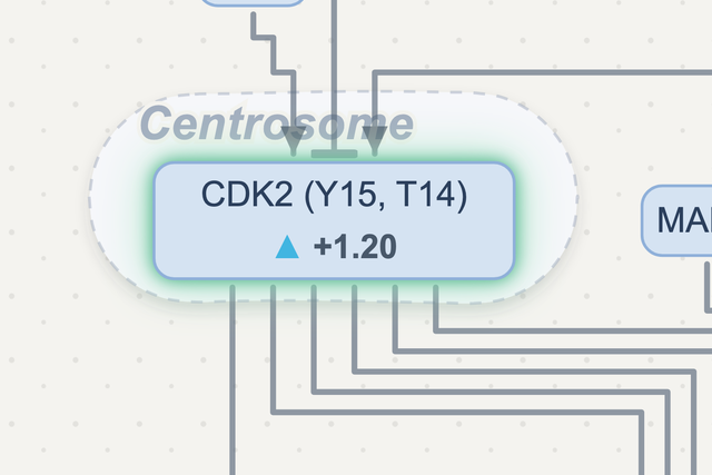 Close-up: CDK2 (Y15, T14) up 1.20 inside the centrosome