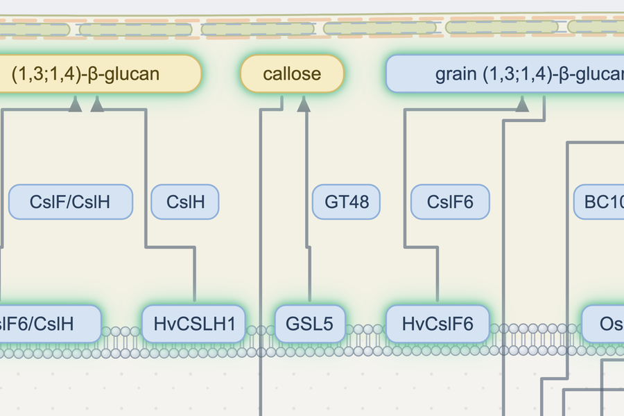 Close-up: the plant cell wall with (1,3;1,4)-beta-glucan, callose and the CslF and CslH enzymes