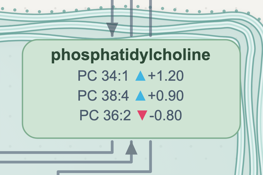 Cited lipid pathway close-up from the Anvesh app