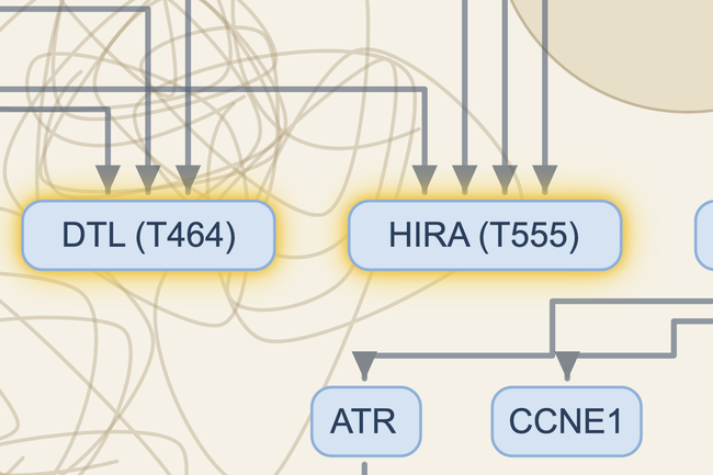 Close-up: phosphosites PGR (S400), DTL (T464) and HIRA (T555) with their halo