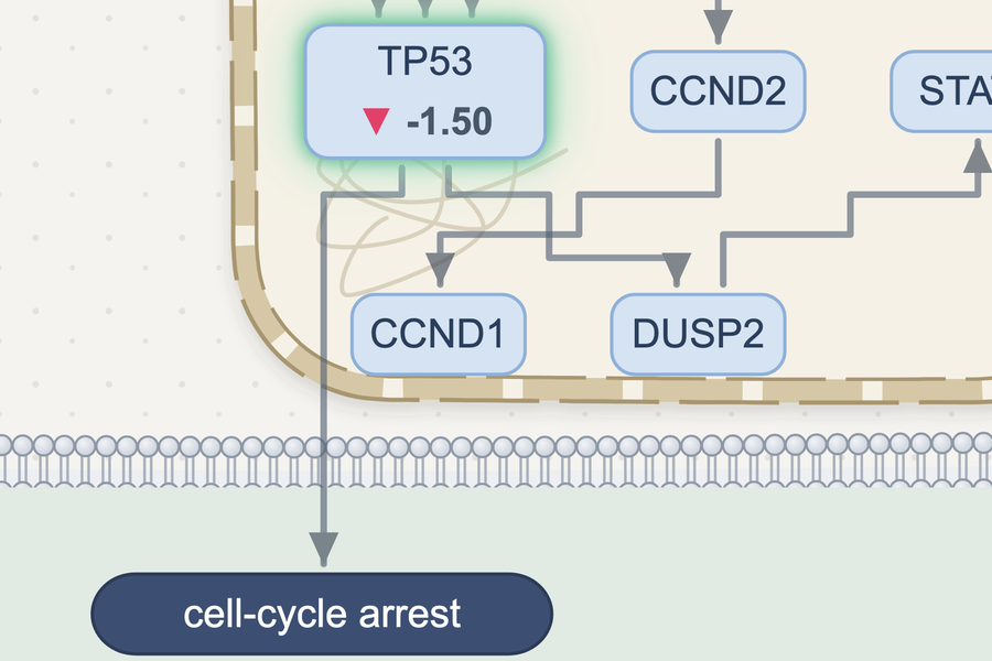 Close-up: TP53 box showing down 1.50 inside the nucleus, with an arrow down to cell-cycle arrest