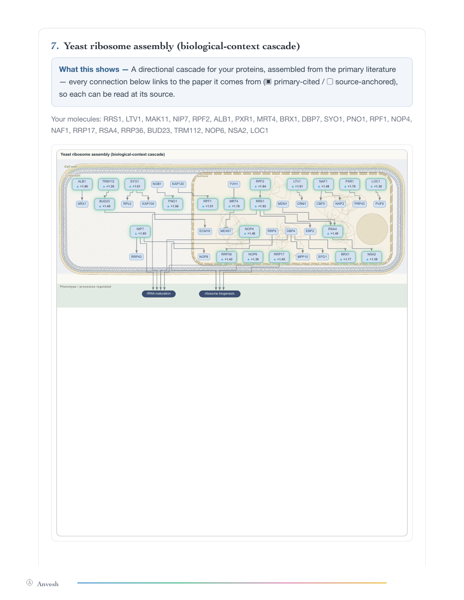 Report page: a cited yeast ribosome assembly cascade