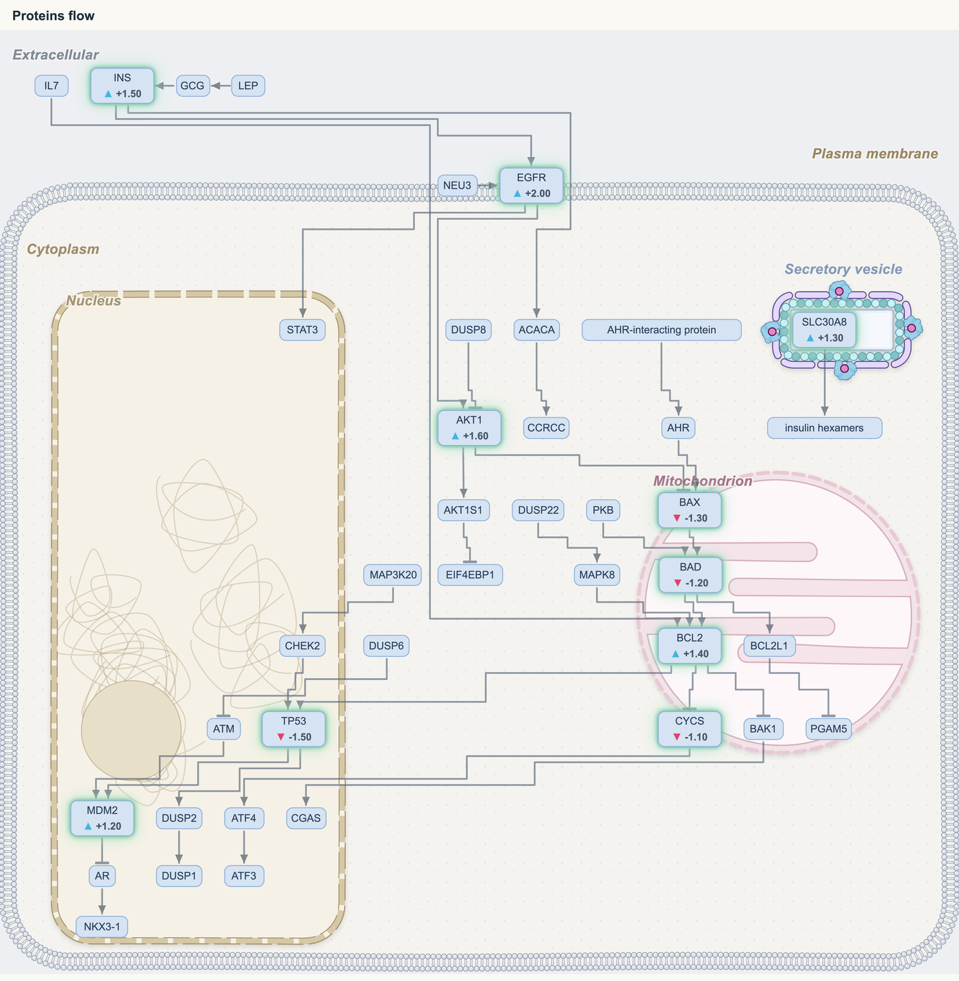 An Anvesh diagram drawn as a cell: membrane, nucleus, mitochondrion and secretory vesicle, with the pasted proteins and their fold-changes in their compartments