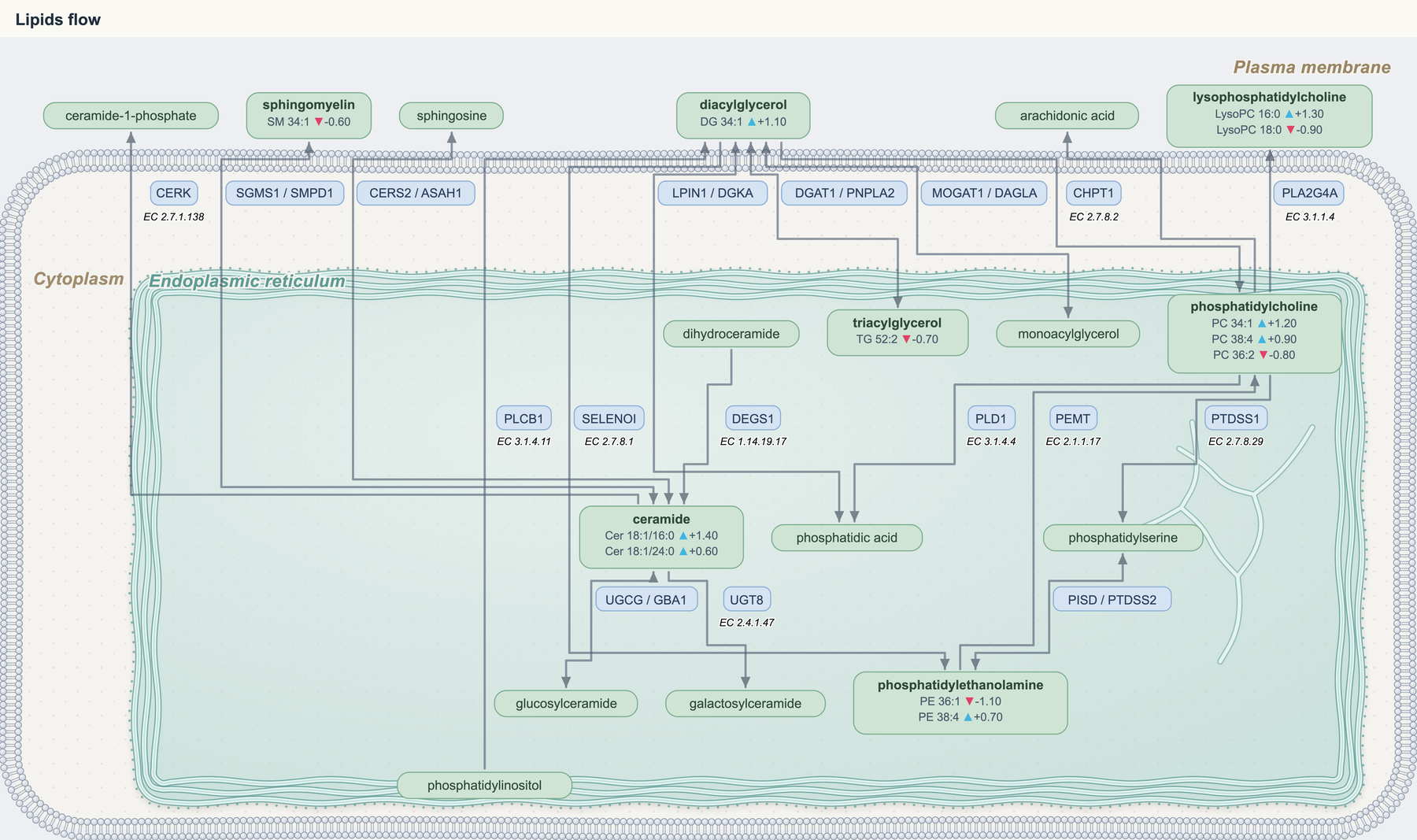 Lipid diagram exported from the Anvesh app, drawn in the cell with the endoplasmic reticulum